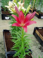 [1687 PaintBall DJ No02.JPG]